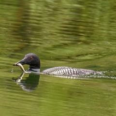 The wail and Tremolo of a Common Loon