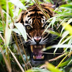 Tiger Nation  The Tiger's Have United