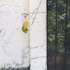 Vàng anh và phượng hoàng (1)