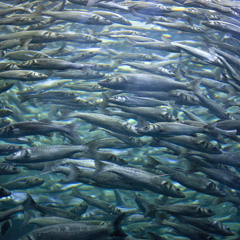 Great Shoals Live (free download)