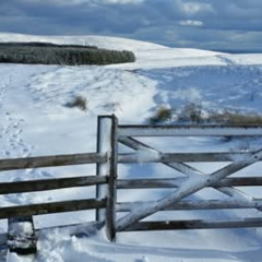 Cheviot Snows