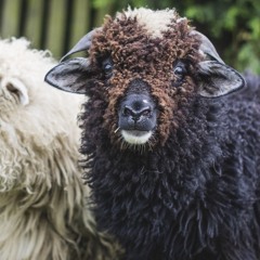 Black Sheep (Remix)