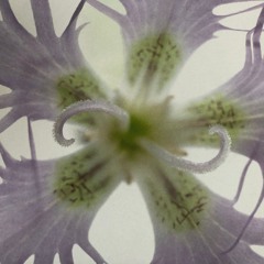 Des bouquets de fleurs pour ton âme w/ Sarah Mỹ & Darkganja (14/02/25)