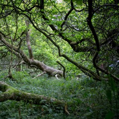 The Branches - The Embodied Forest - Full Moon Gathering June 2022