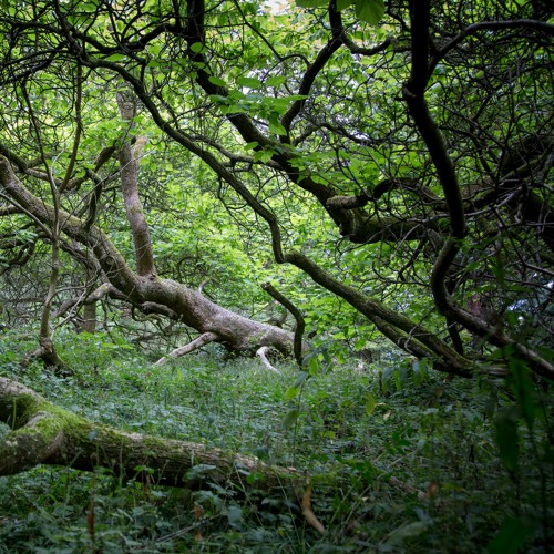 The Branches - The Embodied Forest - Full Moon Gathering June 2022