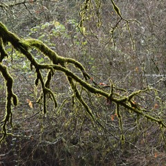 new year sounds for long walks in the forest