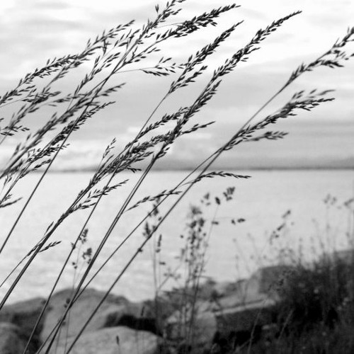 Wind on the Sound