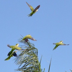 El Pequeño Encantador Pájaro