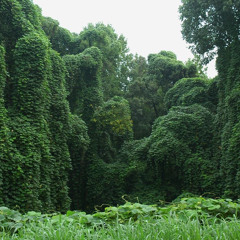 kudzu (ver1)