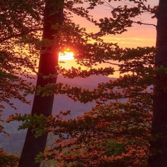 Spin4Cam - Forbidden (soji)