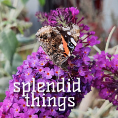 splended things