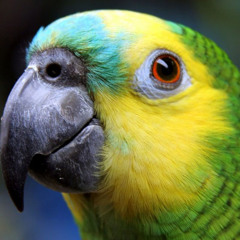 Meu Papagaio Verde e Amarelo