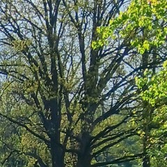 6 ft in