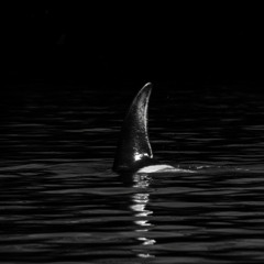 Killer Whale
