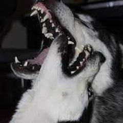 M16 (Freddie Dredd - PURSUIT)