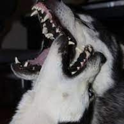 M16 (Freddie Dredd - PURSUIT)