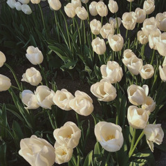 blooms - original demo