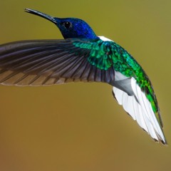 Passarinho