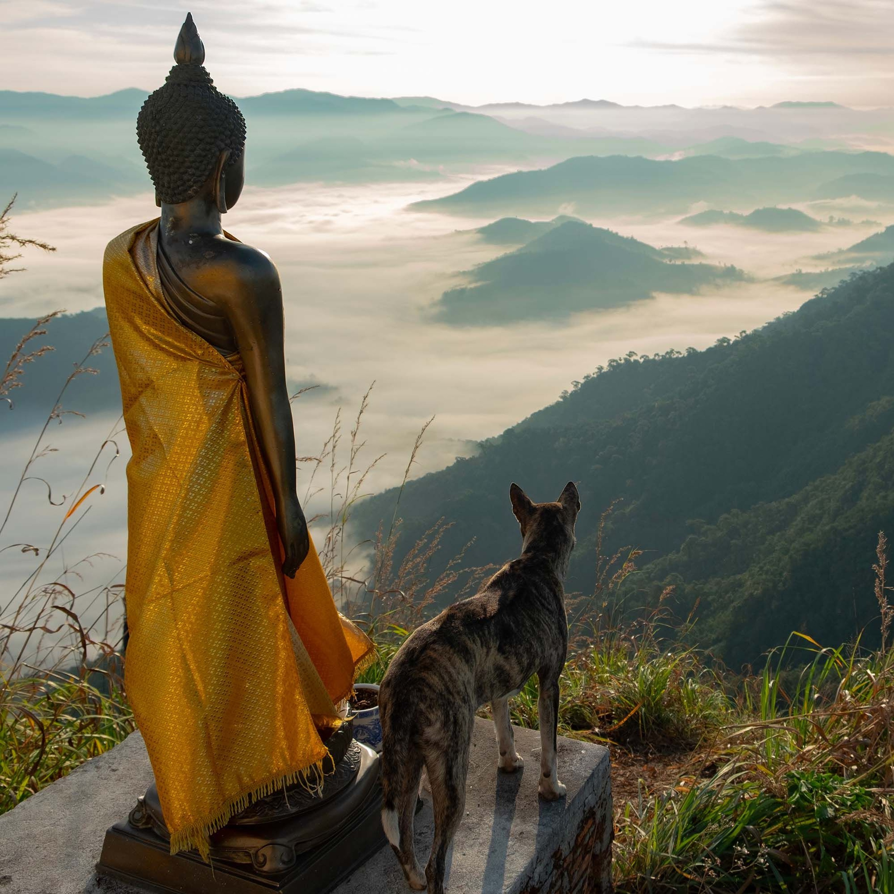 Associazione Kalyanamitta: Meditazione, Mindfulness, Buddhismo