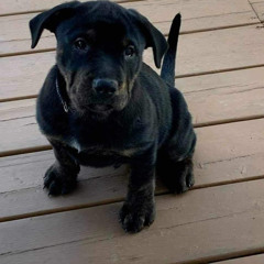 Gunna let it saanggg