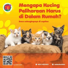 0817-273-670 Operasi Caesar Kucing Tangerang Selatan, Rambad Vet Clinic