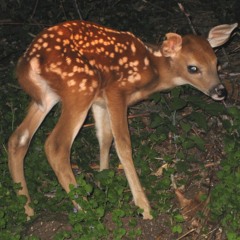 She’s not a witch (feat. Kid Moon)