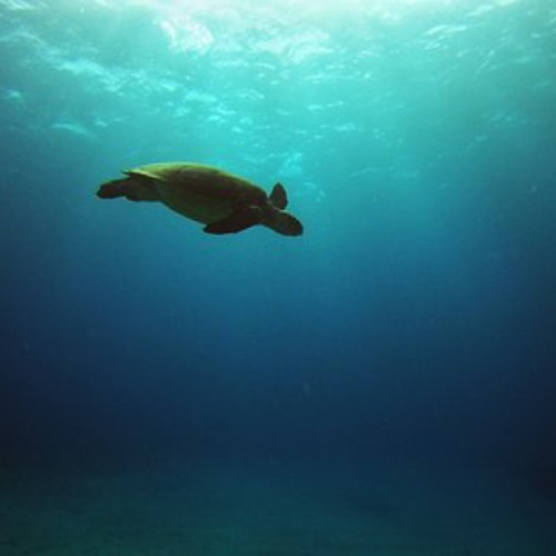 Lonely Turtle Planet