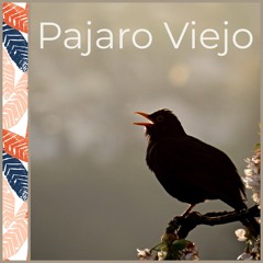 Pajaro Viejo  - Songbook: Medicina 39