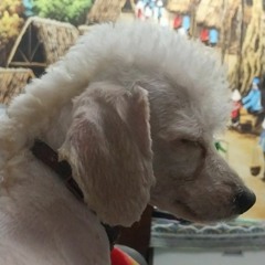 nhạc tàu