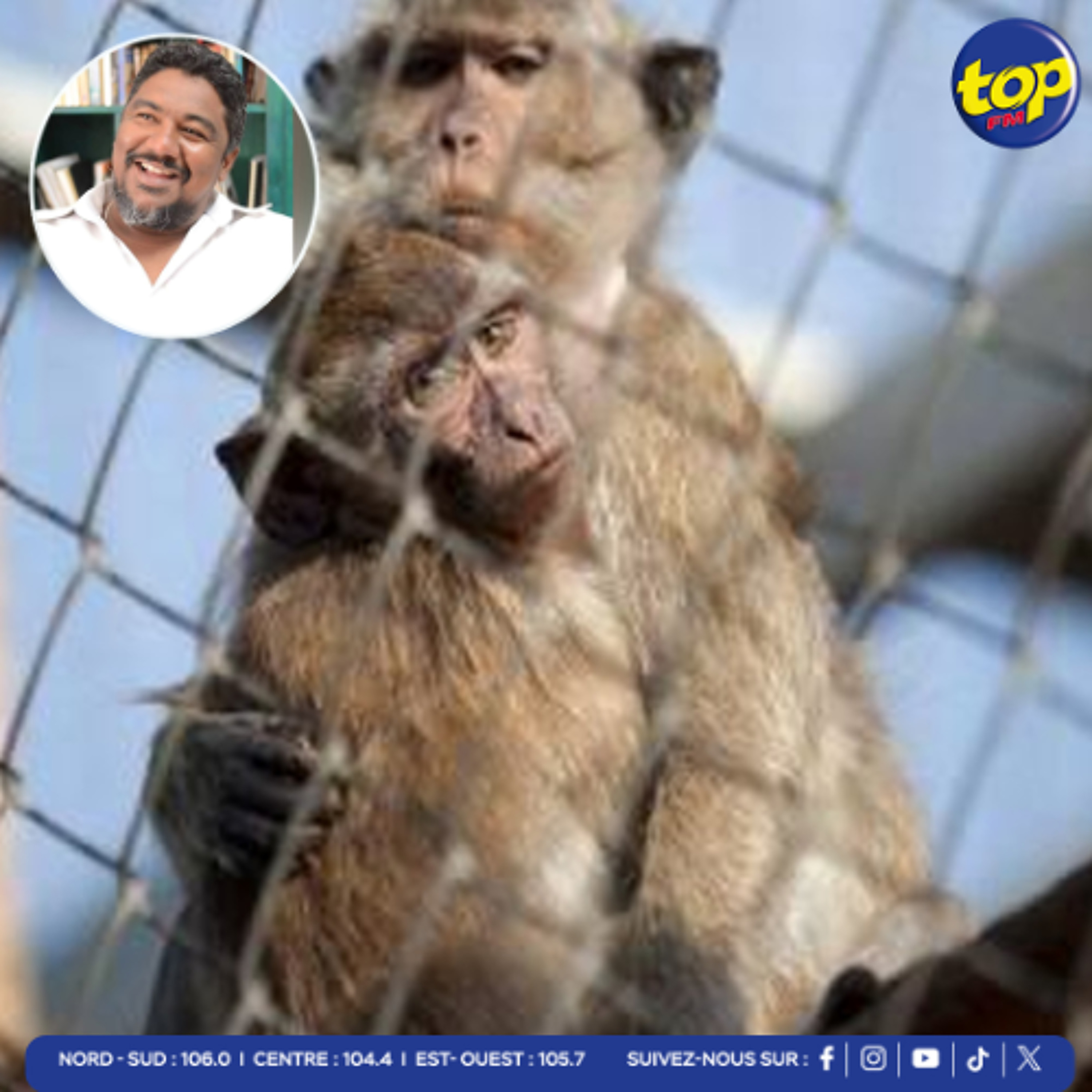Macaques à longue queue : les atrocités infligées à ces animaux dénoncées