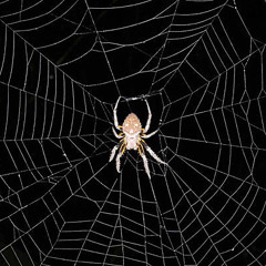 Spiderweb x RENO x Rodisglobal
