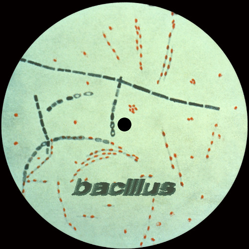 BACILLUS