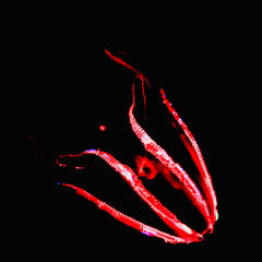 prepossessing
