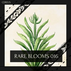 Cereus - Rare Blooms 016