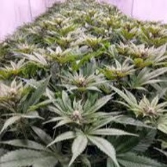I Stay Hight All The Time Im Hightbernating 365 Ukrapmusic Mp3 774