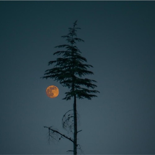 Plain Song by Judith Shatin