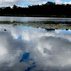 Lagoon Vignettes