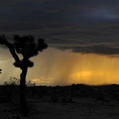 Rain In The Desert