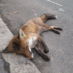 I Pray Everyday for Sweet Death