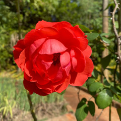 24.11.2025 - Cap. XXIV - Não Coloqueis a Candeia Sob o Alqueire - Carregar a Cruz