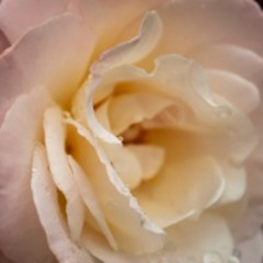 Rosewater Meditation