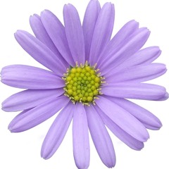 Eclosion Printanière.PNG