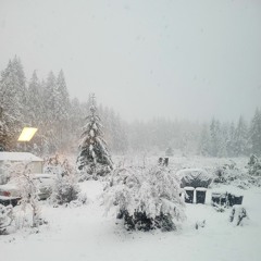 Snow on Yellow Cedars