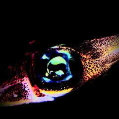 PVTRIFY - SQUID'S EYE