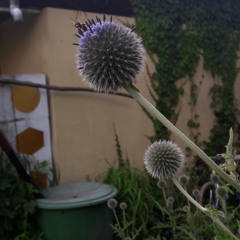 Sloe Gin garden