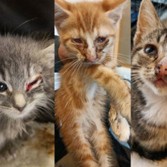 Verdens kastreringsdag 2025