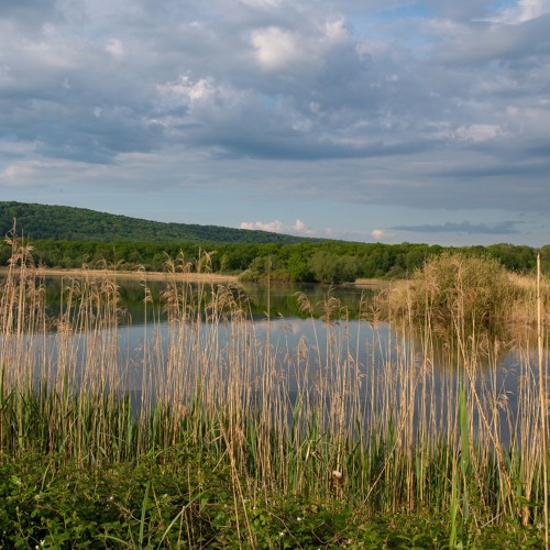 Etangs meusiens,  Butor étoilé, Rouserolle turdoïde etc..