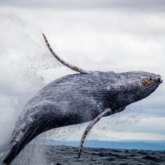Bludgeoned By Whales