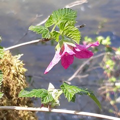 Springtime Is Here ! - Original REC