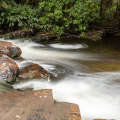 Nature Sounds Tasmania - Esperance River Birdlife